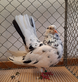 orientalischer Roller
